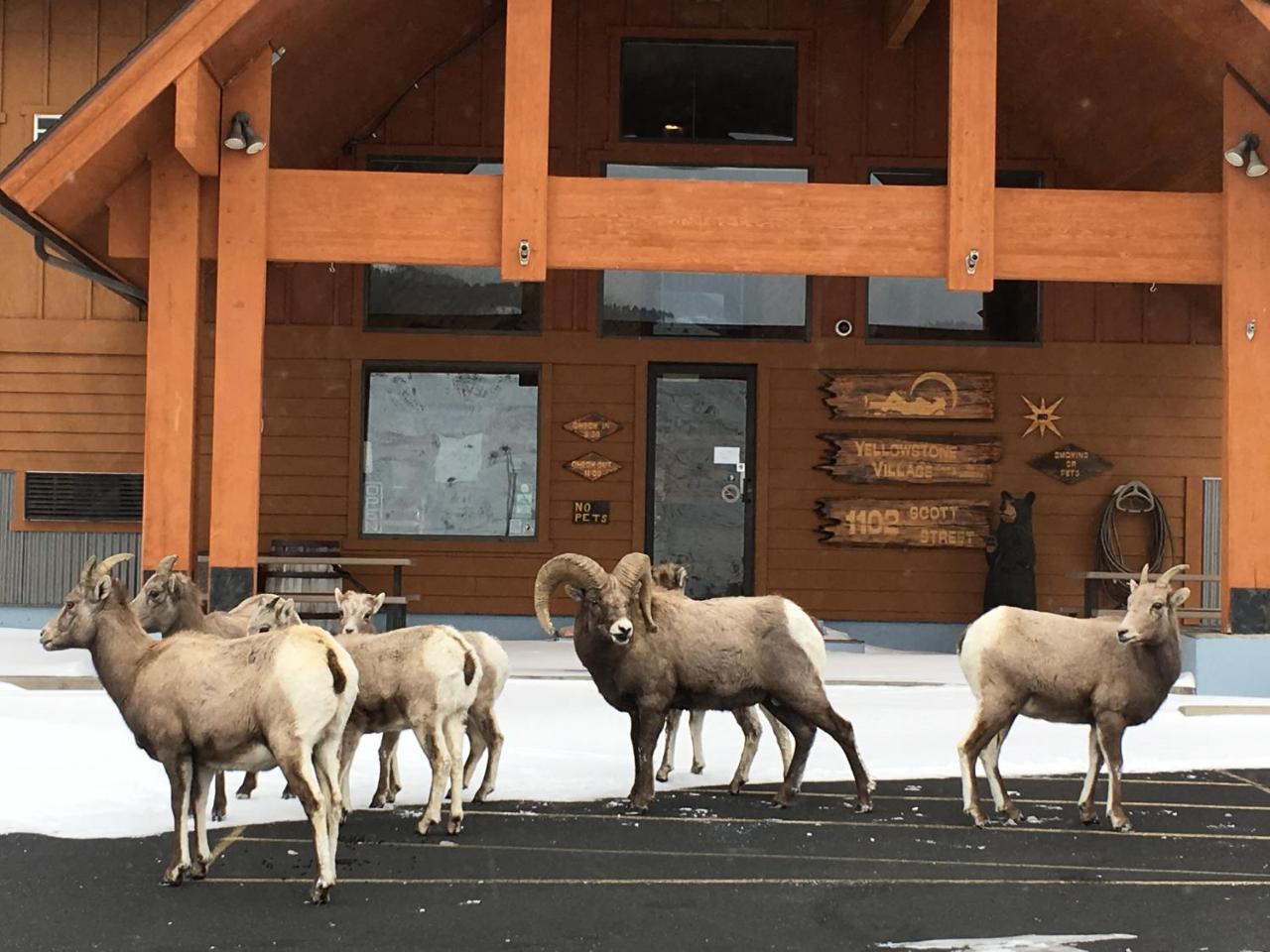 Yellowstone Village Inn And Suites Gardiner Dış mekan fotoğraf